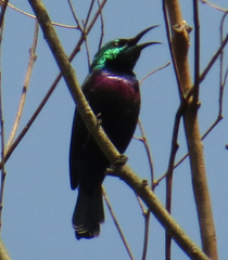 Cinnyris bifasciatus