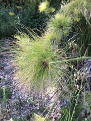 Cyperus papyrus