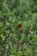 Gaillardia suavis