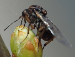 Callirhytis ellipsoida