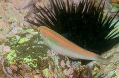 Stethojulis interrupta
