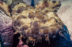 Orectolobus halei