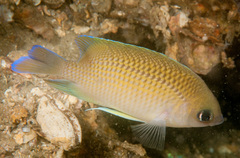Mecaenichthys immaculatus