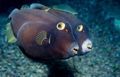 Eubalichthys bucephalus