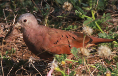 Columbina talpacoti
