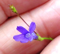 Siphocodon spartioides