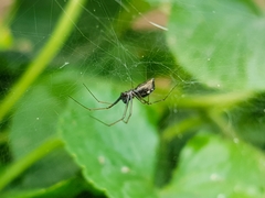 Microlinyphia sterilis