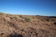 Euphorbia gregaria