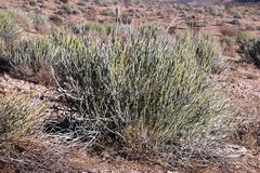 Euphorbia gregaria