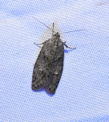 Semioscopis inornata