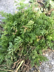 Matricaria discoidea