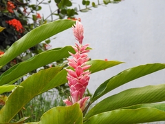 Liliopsida
