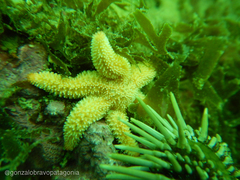 Allostichaster capensis