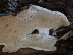 Heterobasidion parviporum