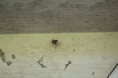 Parasteatoda tepidariorum