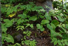 Scrobipalpula manierreorum