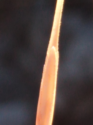 Image of Anthosachne solandri by (c) Joe Potter Butler, some rights reserved (CC BY)