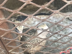 Coturnix