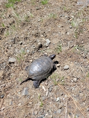 Actinemys marmorata marmorata