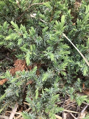 Juniperus rigida conferta