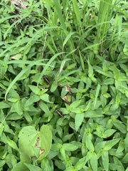 Taeniopoda varipennis