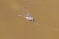 Epitheca petechialis