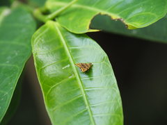 Choreutis amethystodes