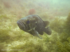 Acanthistius patachonicus