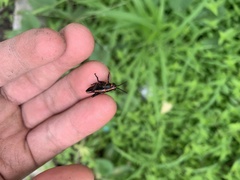 Taeniopoda varipennis