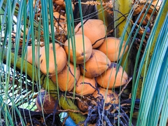 Cocos nucifera