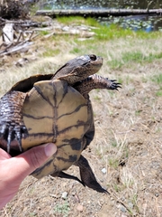 Actinemys marmorata marmorata