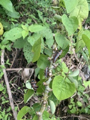 Taeniopoda varipennis