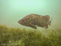 Acanthistius patachonicus