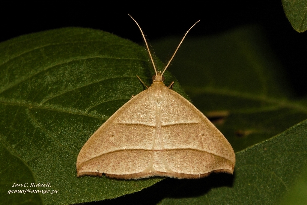 Afrophyla vethi