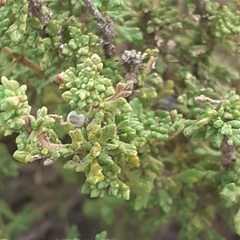 Acantholippia seriphioides