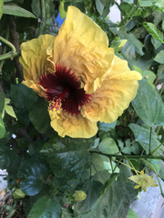 Hibiscus