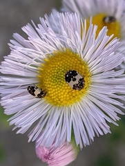 Anthrenus isabellinus