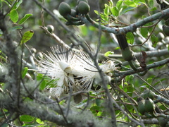 Pseudobombax grandiflorum