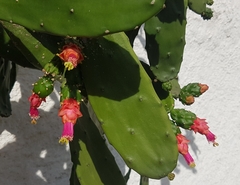 Opuntia cochenillifera