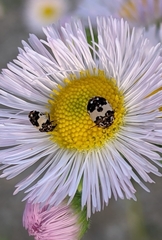 Anthrenus isabellinus