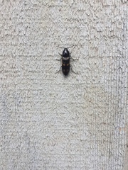 Selatosomus suckleyi