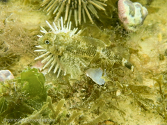 Helcogrammoides cunninghami