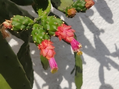 Opuntia cochenillifera