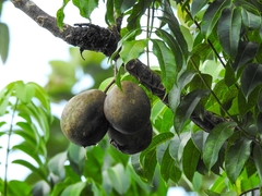 Magnoliopsida