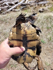 Actinemys marmorata marmorata