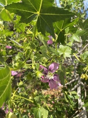 Malva assurgentiflora glabra