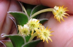 Struthiola argentea