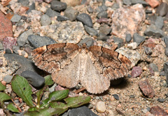 Spodolepis substriataria