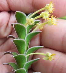 Struthiola argentea