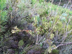 Struthiola argentea